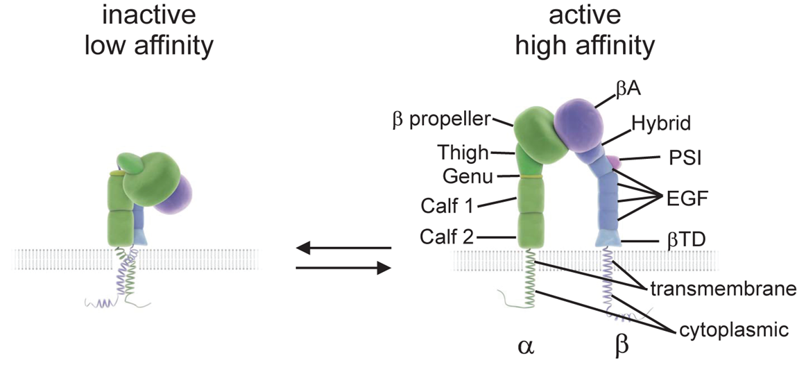 integrin activation